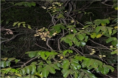 Aphanamixis polystachya